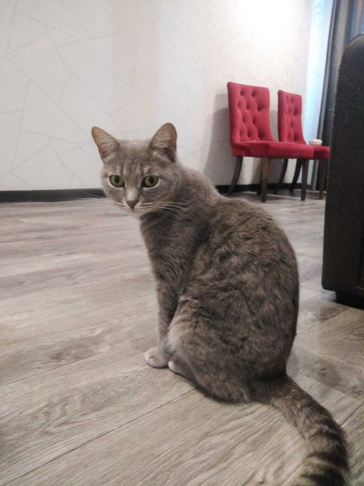 Кошечка Серафима ищет дом