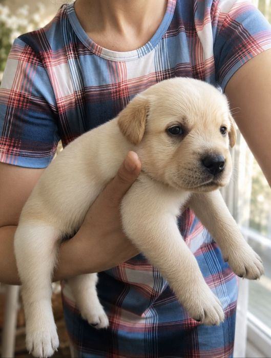 Королевский лаблодор