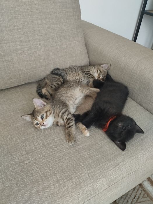 Таби британски котенца и тъмен шоколад