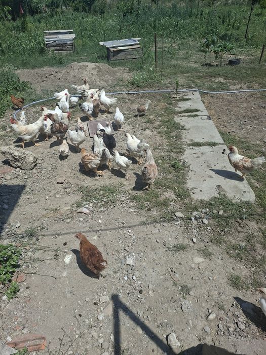 Vand un lot de 50 de pui taranesti (tineret)