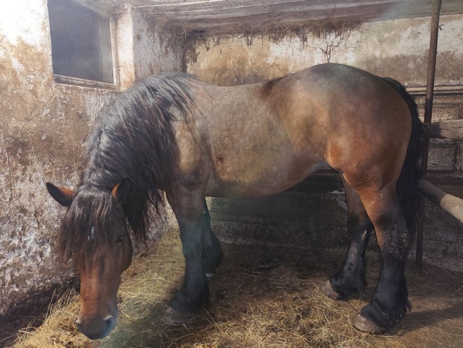 Cal  iapa de vanzare