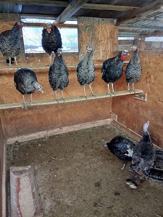 Vând curci 2+1 și cocosi