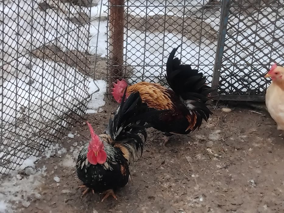 Vând pui si oua gaini pitice si gaini chaboo cu cocoși chaboo.