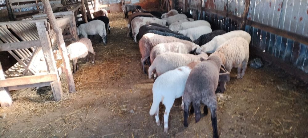 Vand miei de anul asta