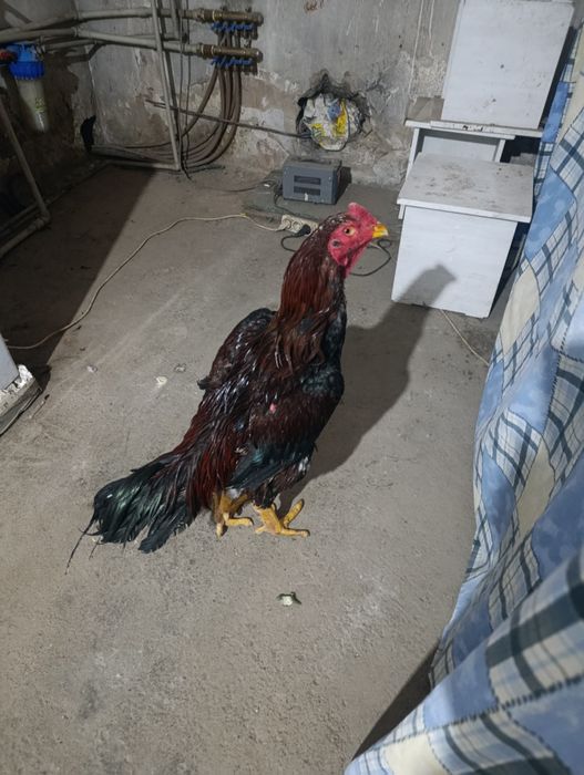 Дакан продам продам