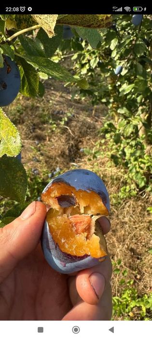 0733207585vand prune de țuică livrarea se face gratuit la domiciliul clientului pentru detalii suplimentare sunați