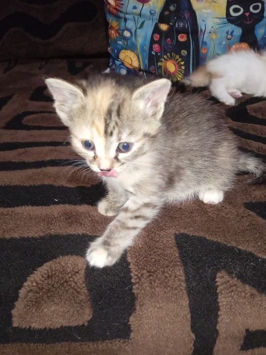 Отдам котенка в добрые руки