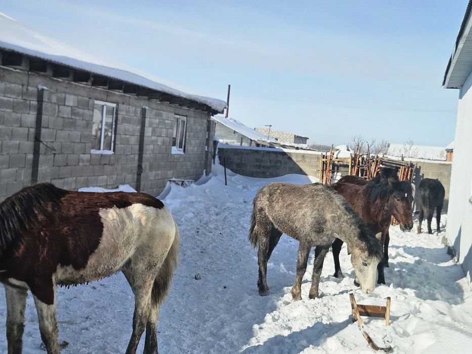 Төрт құнан, бір дөнен сатамын  Күйлері жақсы