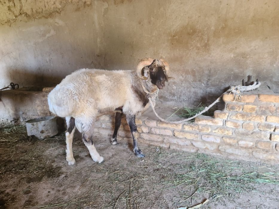 кочкорло..qo'zilorombo  йемланип дурипди  бугоз койлором бо галишилади