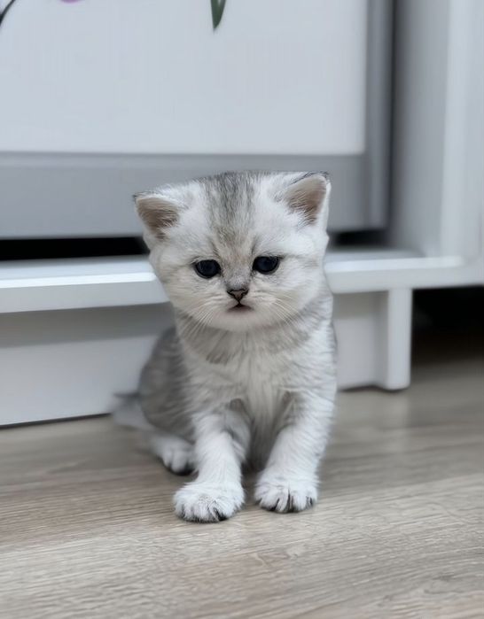 Шиншилла Вислоухие Шотландцы