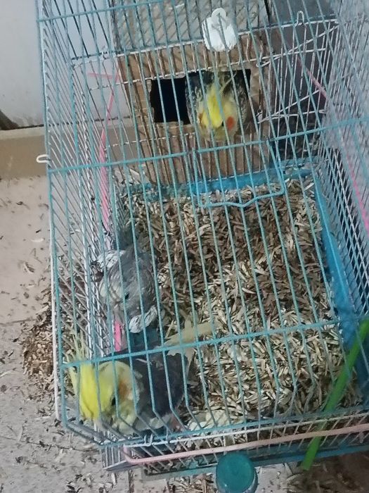 Продаются Карелло