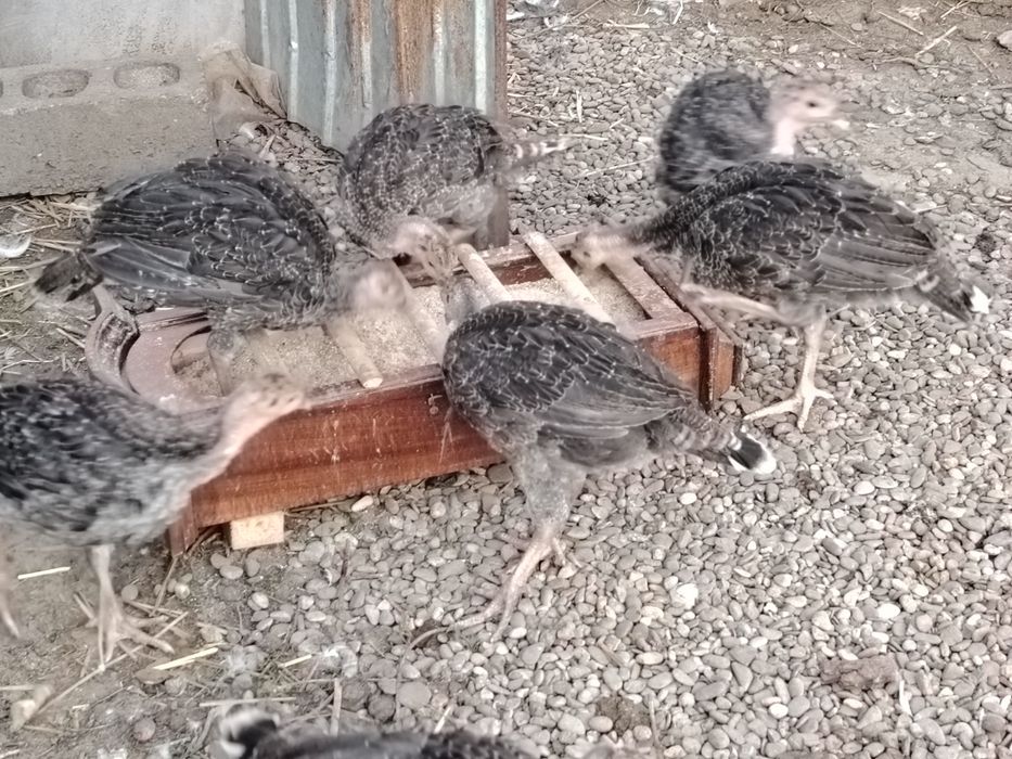 Pui de curca de vânzare