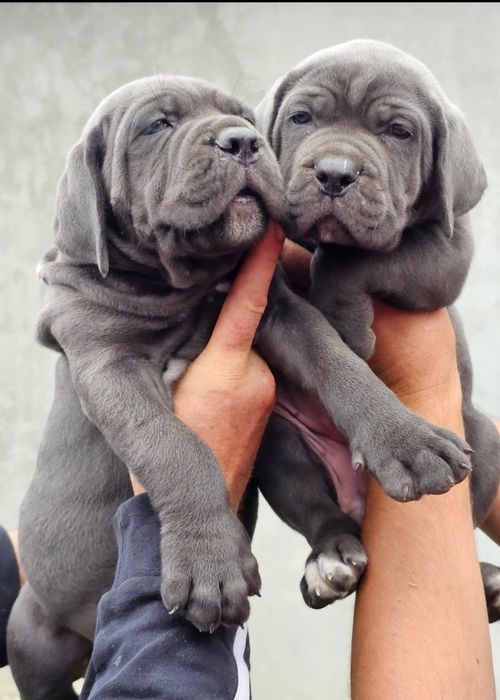 Catei Cane Corso cu pedigree