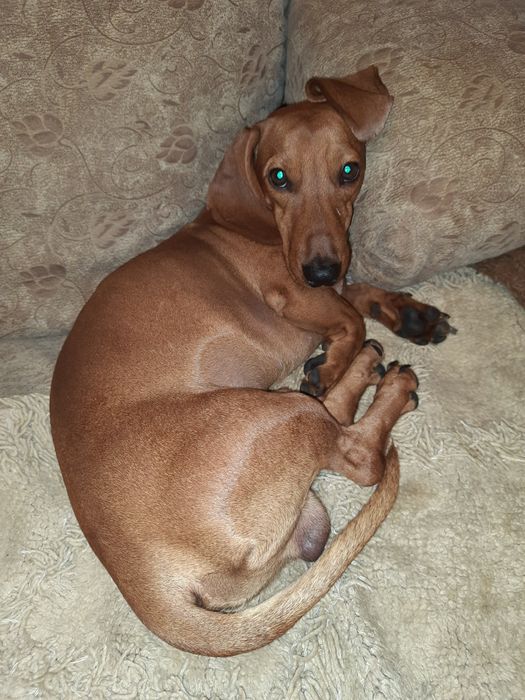 Вязка кобель Московская такса