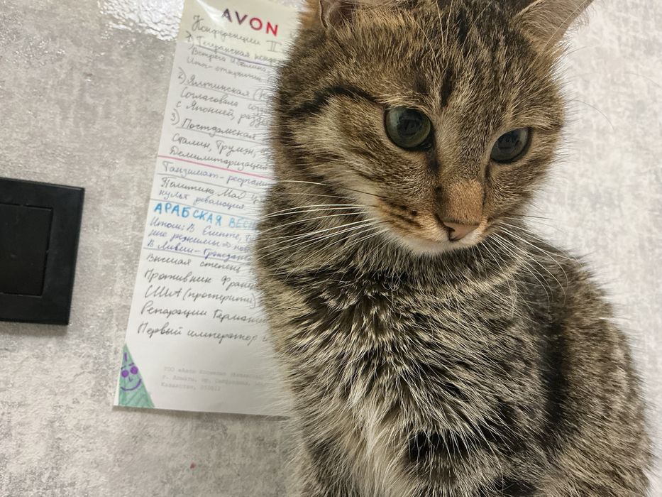 Отдам стерелизованую кошку