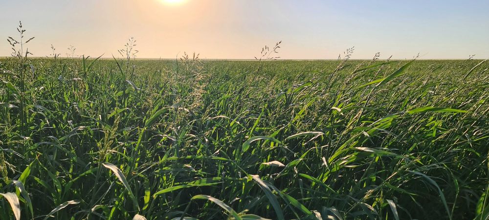 Сено суданская трава