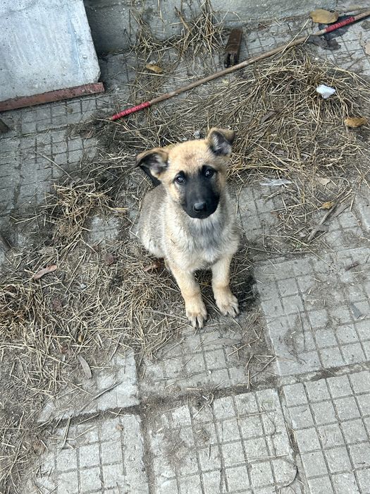 Малки Кучета Овчарки