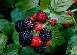 Малина Черно бижу