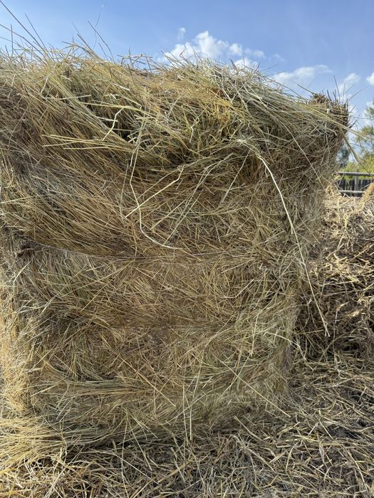Продам Сено суданская трава