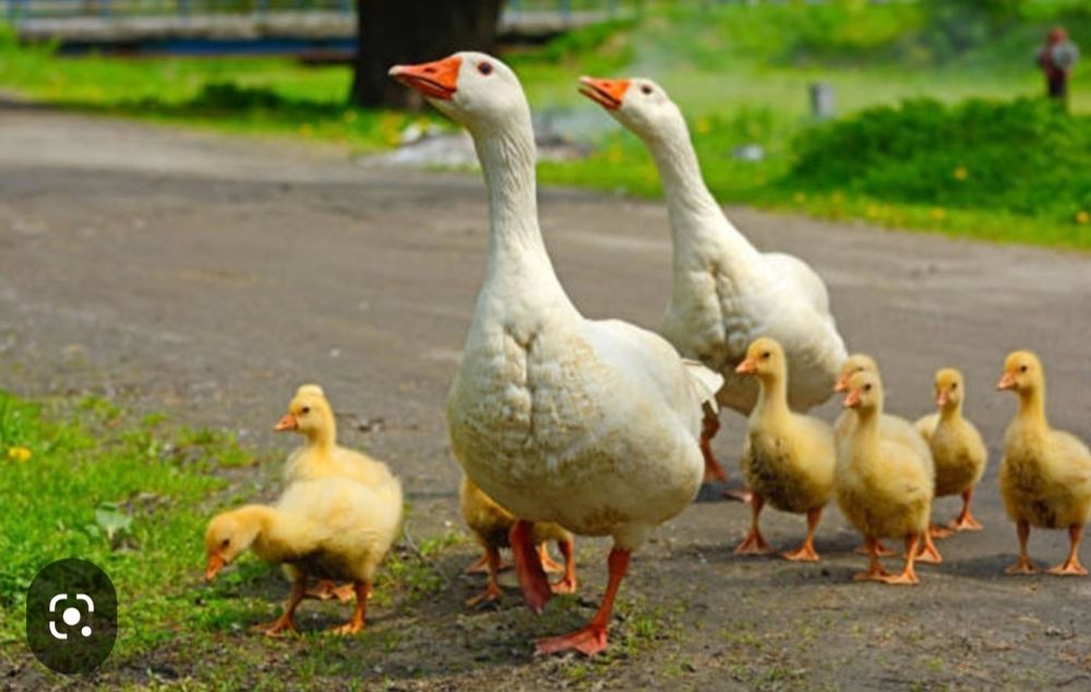 Гусь гусыня гусенок семья. Гусь и гусенок составить. Домашний гусенок. Семья гусь гусыня утенок. Гусь с гусятами.