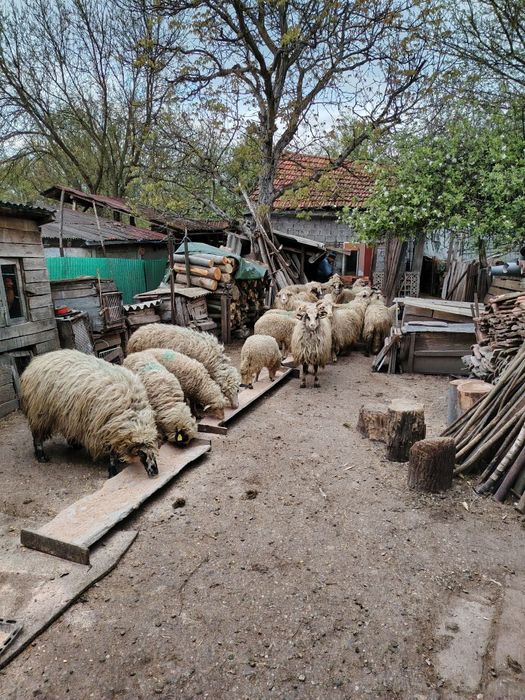 VAND OI SI MIEI ,doar vi la prețul expus mai jos. Rugămintea de a fi sunata la tel 0742842081. Nu răspund la mesaje. Localitatea Petreni,Bacia
