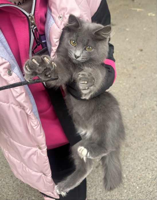 Ласковый котенок