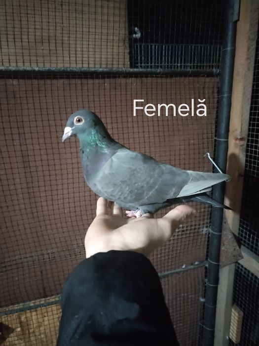 Porumbei voiajori culori rare