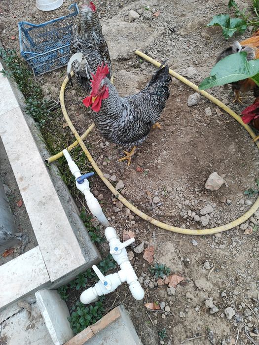 Петухи домашние (хурозлар)