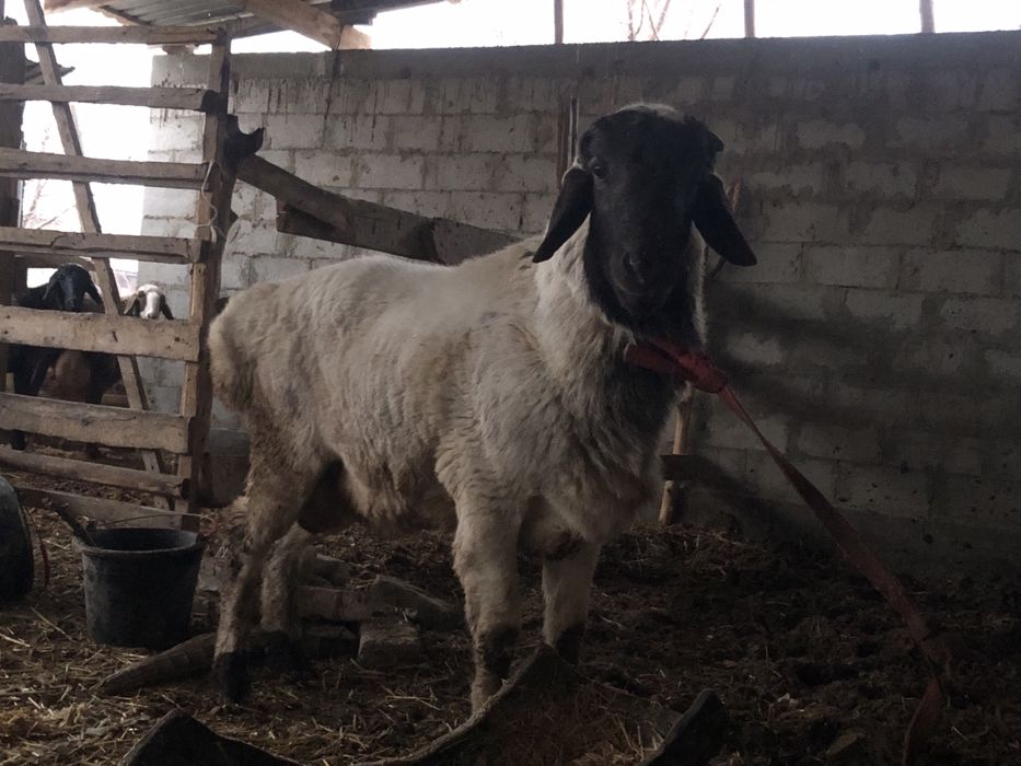 Yeb ichishiga garantiya uyni moli