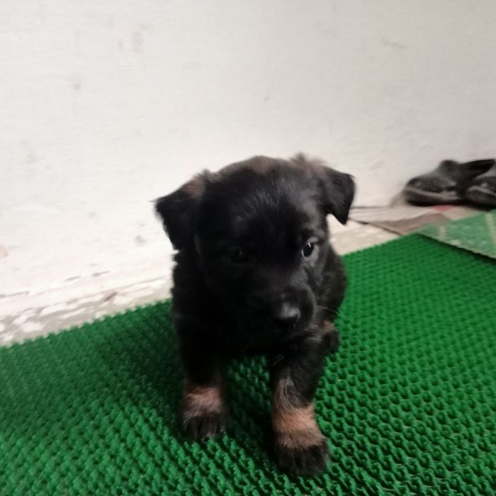 Кәнден күшікті жақсы адамға беремін. 1  шт қалды