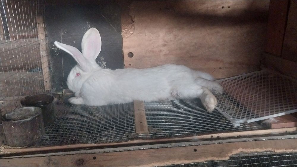 Кролл Фландер. .