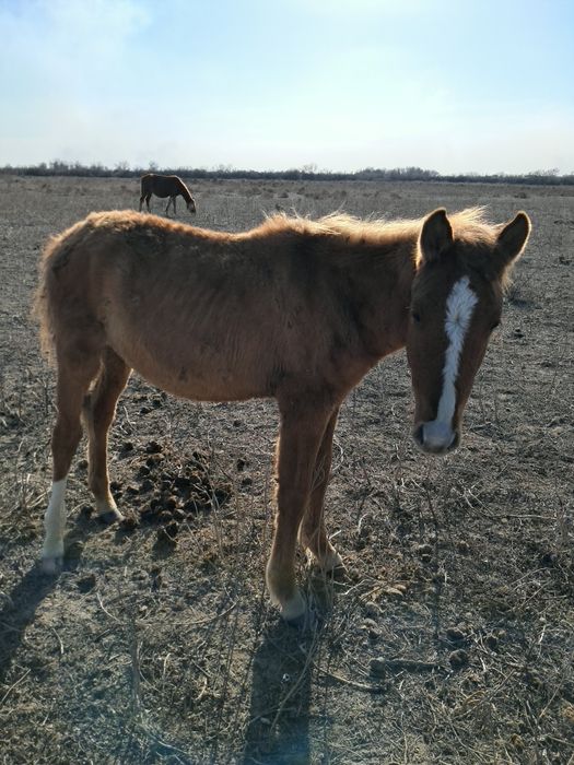 Еркек тай сатылад