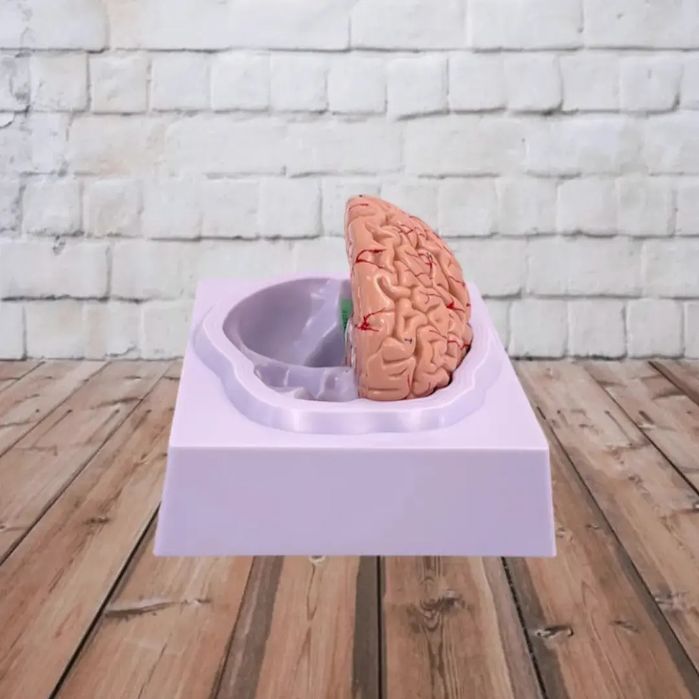 Муляжи Анатомические Макет Мозг головного мозга бош мия Mulyaj Miya