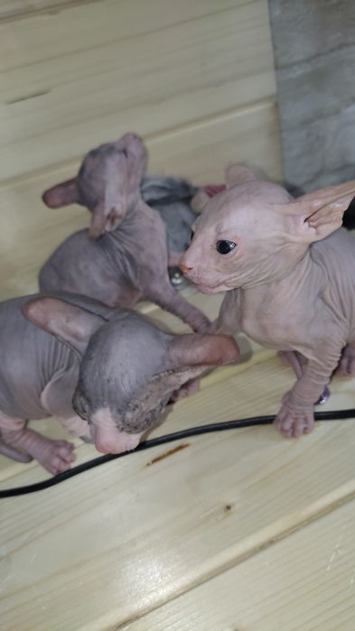 Лысики Сфинксы уже готовы