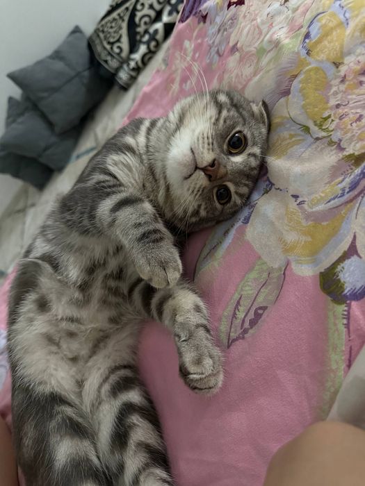 Продам шотландского вислоухого котика