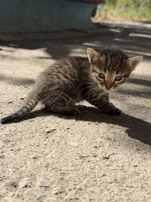 Отдам котят в добрые руки