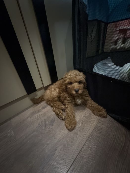 Той пудель, мальчик, цвет: абрикос