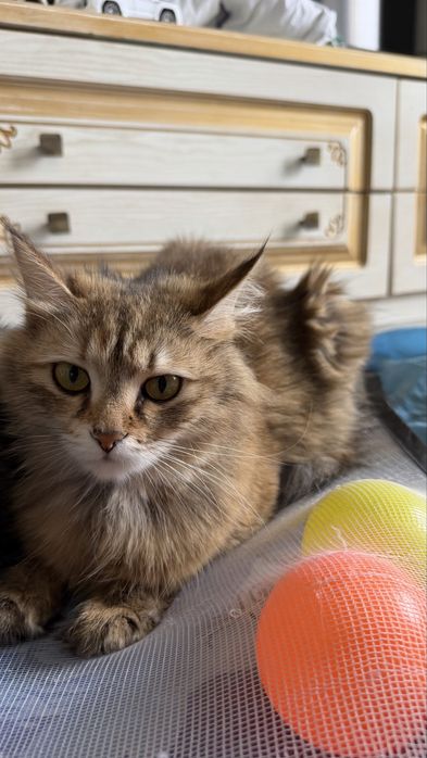 Очень красивая кошка