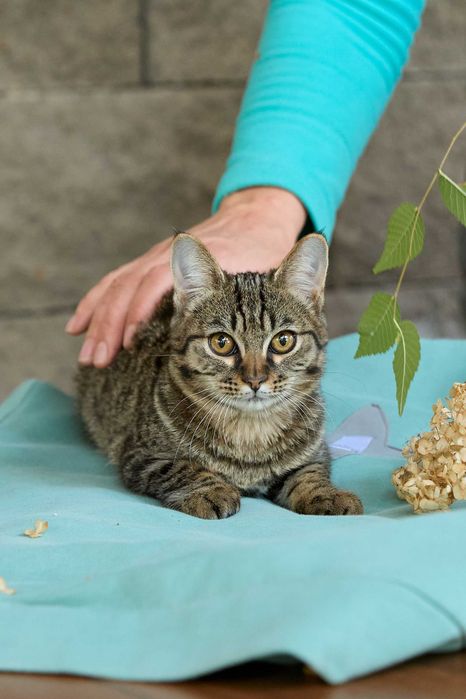 Миниатюрная кошечка, 1  год 3 месяца, девочка