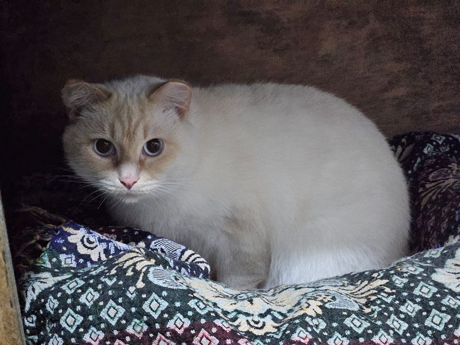 ПодРощенЫе КотЯта