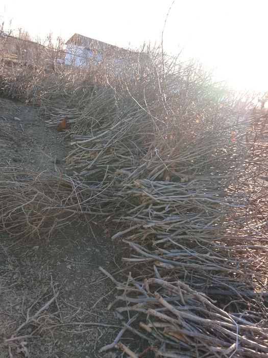 Шох сотилади меваника