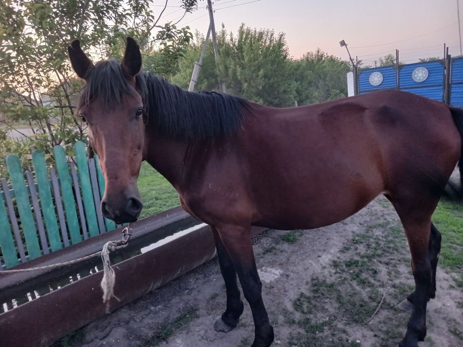 Продам лошадь обученая