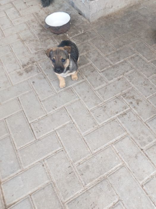 Щенки помесь яктерьера