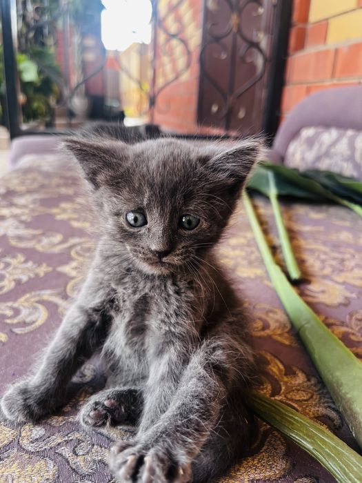 Котенок мальчик