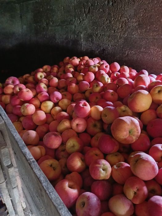 Mere  soiul  Florina