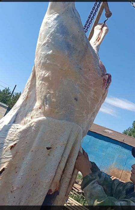 Мясо Конина СОҒЫМ