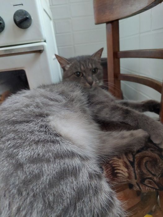 Кошка ищет семью и дом