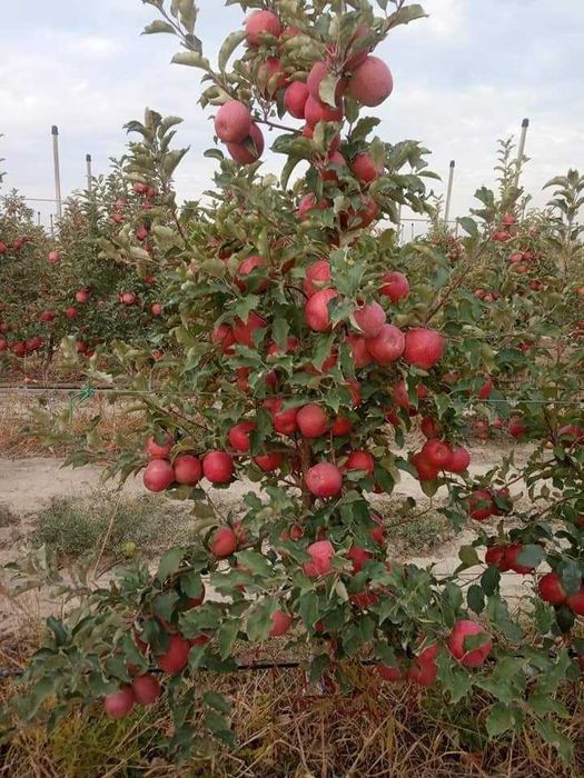 Mevalı köchatlar ıshonchlı va arzon