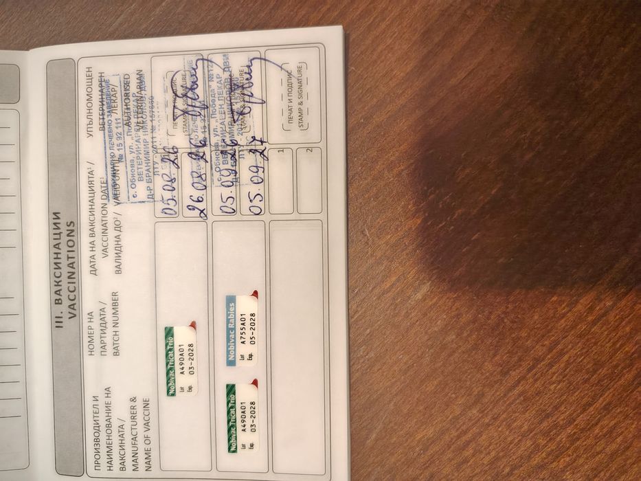Подарявам дългокосместо мъжко коте