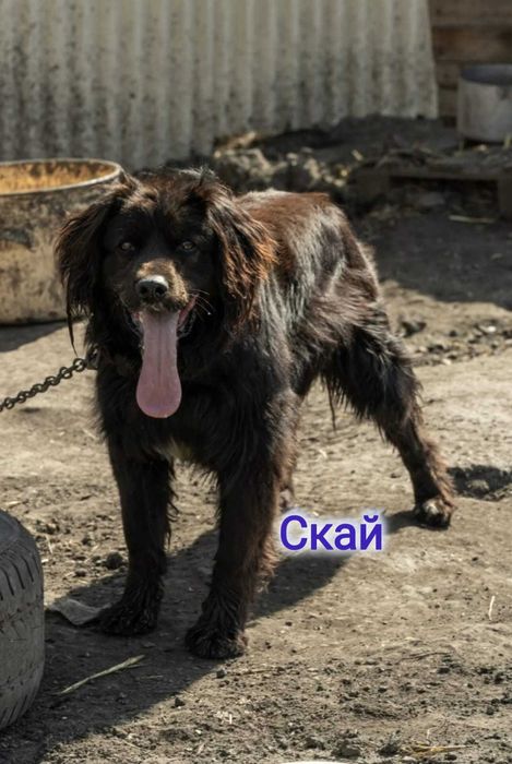 Дарю в добрые и ответственные руки